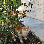 San Lorenzo - παραδοσιακά πέτρινα - άγιος λαυρέντιος πηλίου Appartement