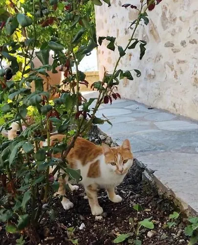 San Lorenzo - παραδοσιακά πέτρινα - άγιος λαυρέντιος πηλίου شقة